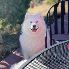 Winty - Samoyed