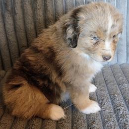JOHNATHON - Red merle male Miniature American Shepherd puppy in Goldendale, Washington from Amulet Charm