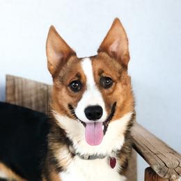 Whip - Pembroke Welsh Corgi