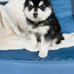 Huey - Black and white male Pomsky puppy in Yavapai County, Arizona from Pawsh Pomskies