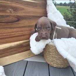 Chip - Chocolate male Great Dane puppy in Arpin, Wisconsin from Arpin Great Danes