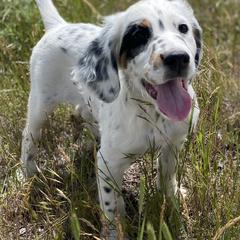 English Setter Puppies from Steens Mountain Setters