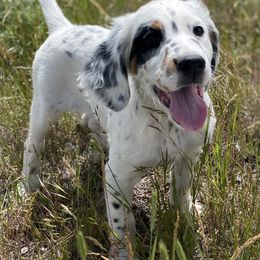 English Setter Puppies from Steens Mountain Setters