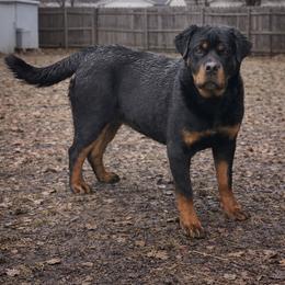 Greta - Black and mahogany female Rottweiler puppy in Industry, Illinois from KDKs Kennels