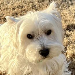 Nigel - West Highland White Terrier