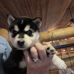 Comet - Black and white male Pomsky puppy in Diamond Lake, Washington from Husky Haven WA
