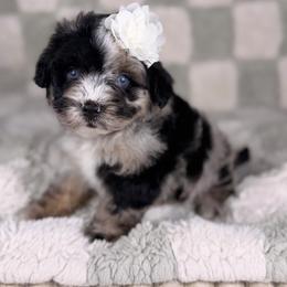 Eclair BLUE EYES - female Australian Mountain Doodle puppy in Sweetwater, Florida from Sandy Snout Doodles