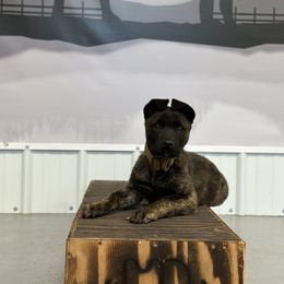 Dutch Shepherd Puppies from Westberg Working Dogs