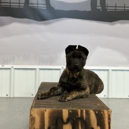Dutch Shepherd Puppies from Westberg Working Dogs