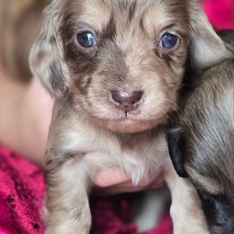 Chocolate Chip - Dapple female Dachshund puppy in Nine Mile Falls, Washington from River Run Doxies