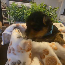 Cupid (Light Blue) - Black and tan male Yorkshire Terrier puppy in Fayetteville, Tennessee from Mina's Yorkies