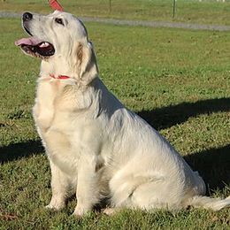 Golden Retrievers from Tradition Golden Retrievers