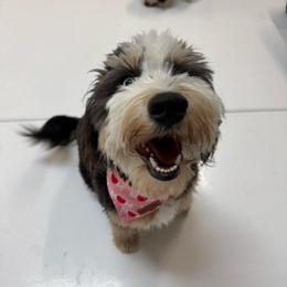 Tinker - Bernedoodle