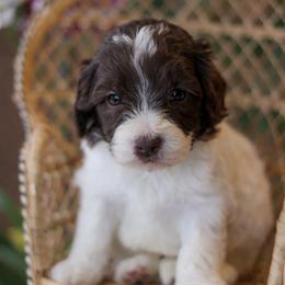 Cooper - Chocolate male Labradoodle puppy in Crete, Nebraska from Doodles & Co