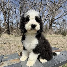 F1b Rosie - Black and white female Bernedoodle puppy in Sioux Falls, South Dakota from WhiskeyCreek Doodles