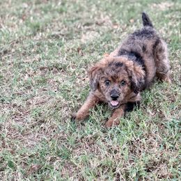 Daisy - Blue merle female Aussiedoodle puppy in Perry, Oklahoma from Miller's Doodles