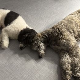 Poodle All Grown Up from Creek Side Kennels