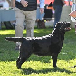 Piper - Labrador Retriever