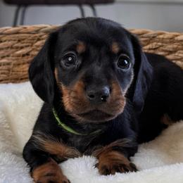 Roscoe - Black and tan male Dachshund puppy in Wallingford, Kentucky from Hensley Homestead Dachshunds