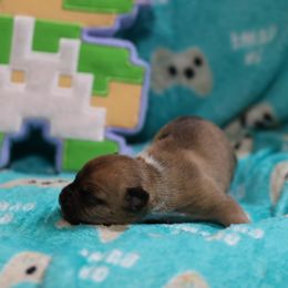 Zelda - Fawn female American Staffordshire Terrier puppy in Hohenwald, Tennessee from AptiBull Terriers