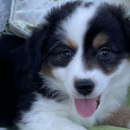 Miniature Australian Shepherds from Southern Indiana Mini Aussies