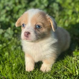 Pearl - Fawn merle female American Corgi puppy in East Oakdale, California from Rhettro Kennels