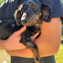 Dolly - Dachshund