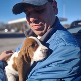 Mr. Spacely (None) - Mahogany and white male Basset Hound puppy in Lebanon, Ohio from Lady Mae Bassets