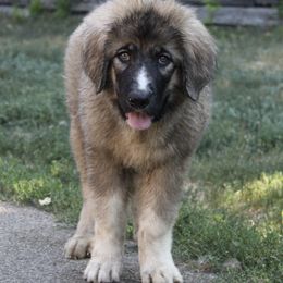 Clara - Black and gray Caucasian Shepherd Dog puppy in Evans, Washington from Guardian Kennels