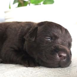 Briar - Chocolate male Labrador Retriever puppy in Camden, Indiana from Camden's Caring Canines