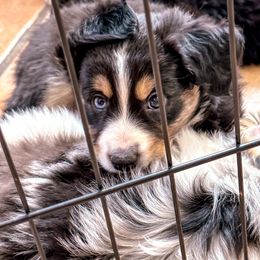 Miniature Australian Shepherd and Toy Australian Shepherd Puppies from Circle T Mini Aussies