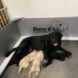 Labrador Retriever Puppies from Caddo Meadow’s Labrador Retrievers