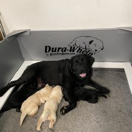 Labrador Retriever Puppies from Caddo Meadow’s Labrador Retrievers