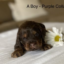 Cockapoo Puppies from Maple’s Cockapoo Puppies