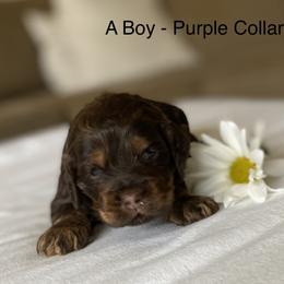 Cockapoo Puppies from Maple’s Cockapoo Puppies