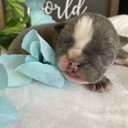 Bulldog Puppies from Calvin Kennelz
