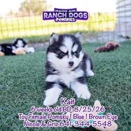 Kait - Black and white female Pomsky puppy in Humeston, Iowa from M.A.R. Dogs