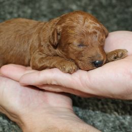 Boy 3 - male Poodle puppy in Stokesdale, North Carolina from His and Hers Poodles and Doodles