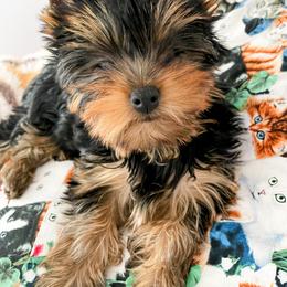 Yorkshire Terrier Puppies from Essence of Grace Yorkies