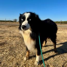 Beauty - Tri-color female Border Collie puppy in Lodi, California from R3 Sport Dogs (R3 Goldens/ R3 Border Collies)