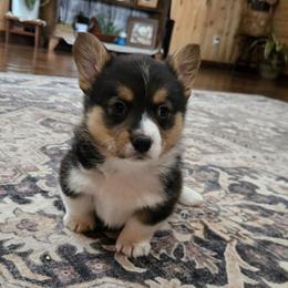 Rusty - Black and tan male Pembroke Welsh Corgi puppy in Americus, Kansas from Kandi's Pups