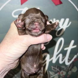Theodore - Chocolate male Shih Tzu puppy in Wilkesboro, North Carolina from Frannie and Annie Shih Tzu Babies