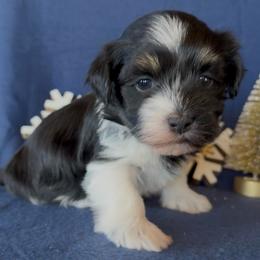 Toby - AKC - Black and white male Havanese puppy in Verden, Oklahoma from Holcombs Puppy Ranch