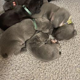 Cane Corso Puppies from Ruby Mountain Royalty