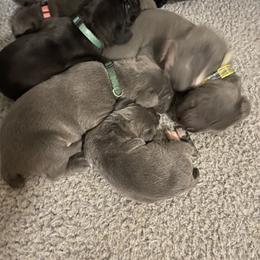 Cane Corso Puppies from Ruby Mountain Royalty