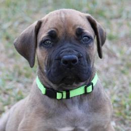 Boerboels from TXT Boerboels