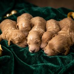 Golden Boy 5 - Apricot male Goldendoodle puppy in Milton, Florida from Sutton Place Doodles