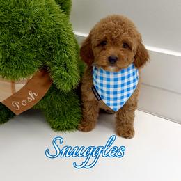 Snuggles - Red  male Goldendoodle puppy in Buford, Georgia from Petite Posh Puppies