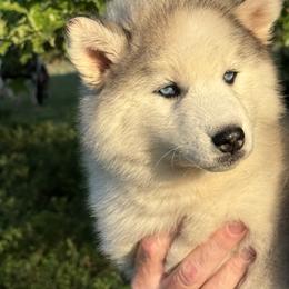 Pomsky and Siberian Husky Puppies from A-Dream Pomsky Kennel