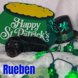Rueben - Black and cream male Dachshund puppy in Monitor, Washington from Shannon Dolly’s Dachshunds